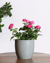 Rose plant with pink flowers